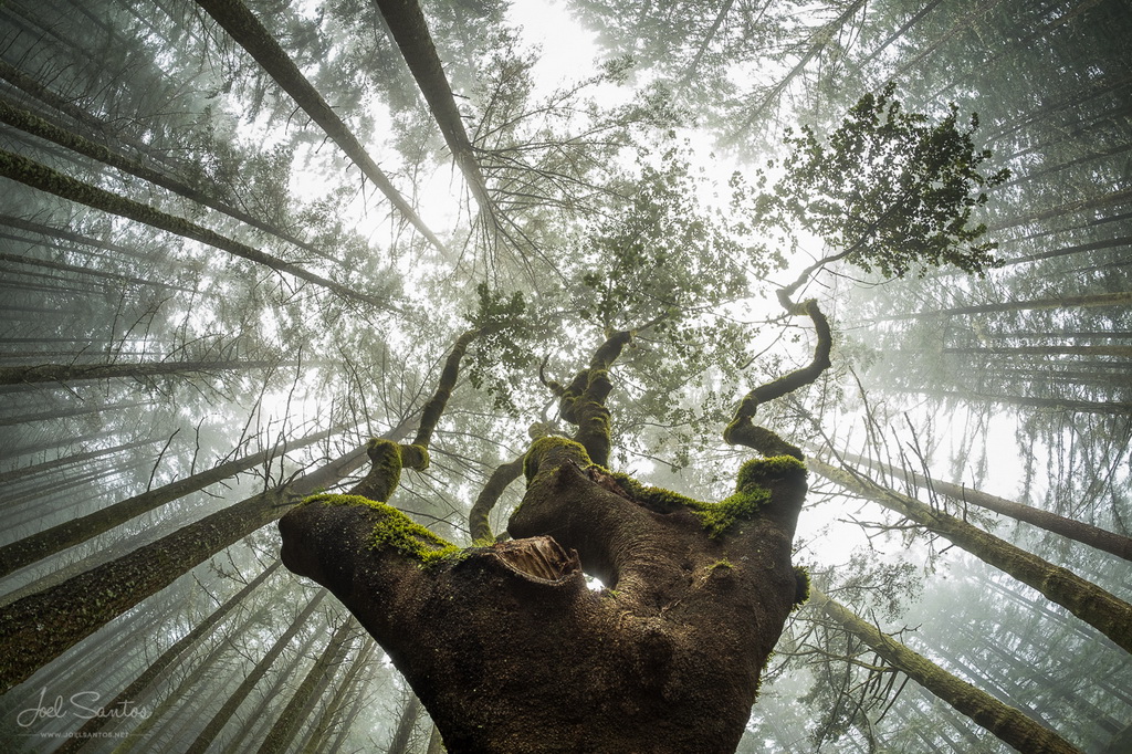 <h5>© Joel Santos - www.joelsantos.net</h5>